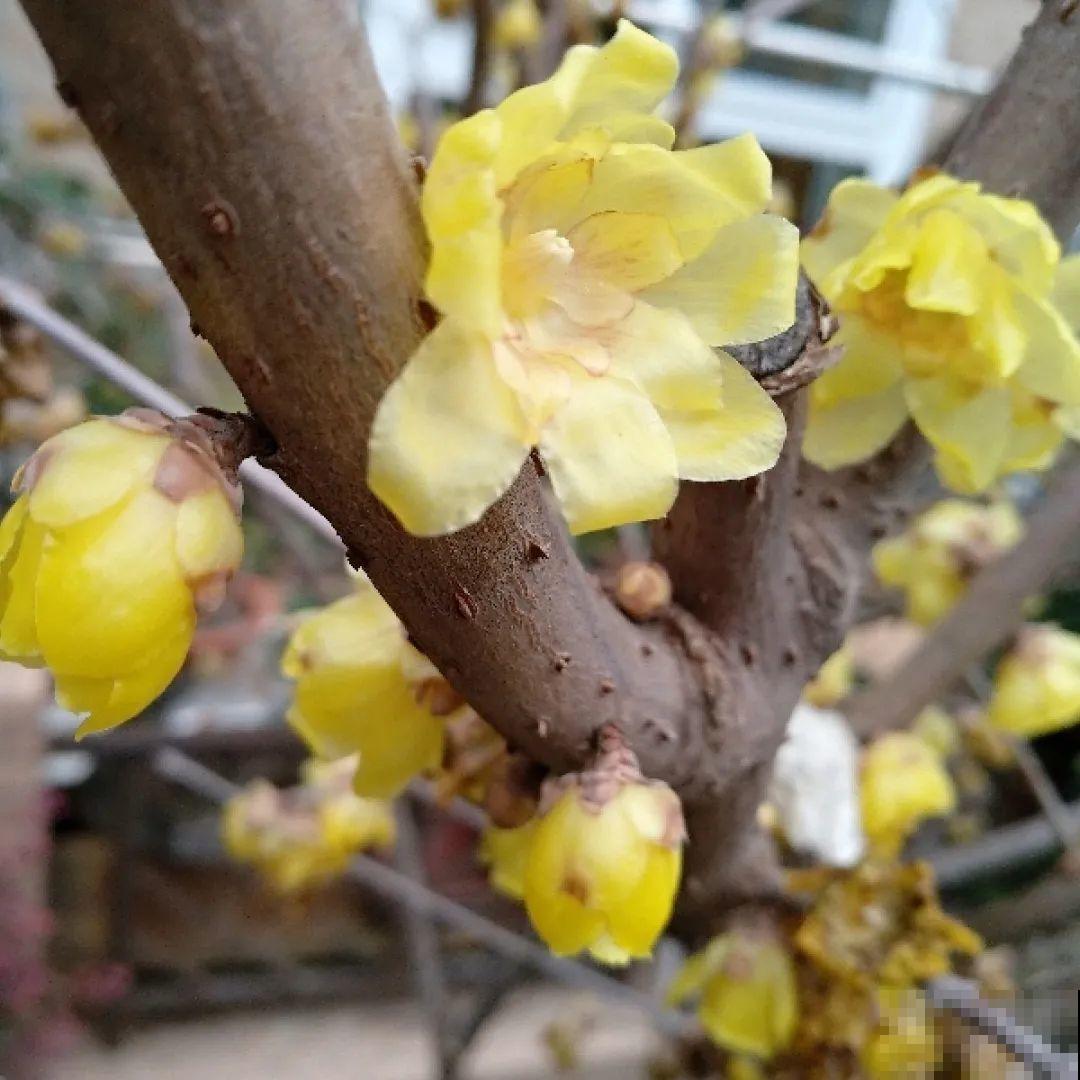 看图猜花名，100道题，测你的养花天分！