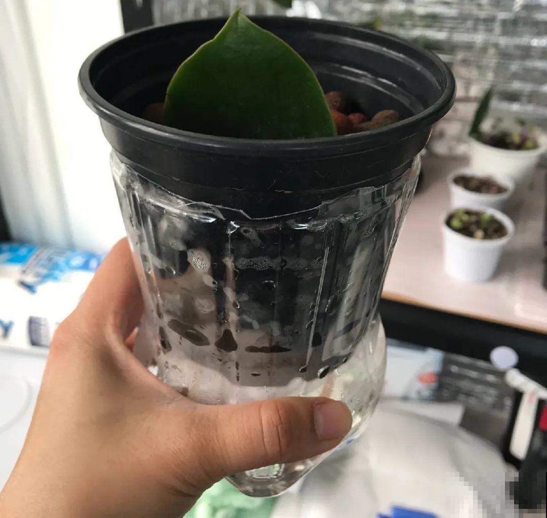 出门前，DIY个浇水神器，花就不会渴死了！