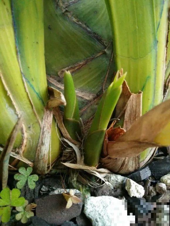 下个月开始，这10种花不能剪，剪了没花看，白养大半年！