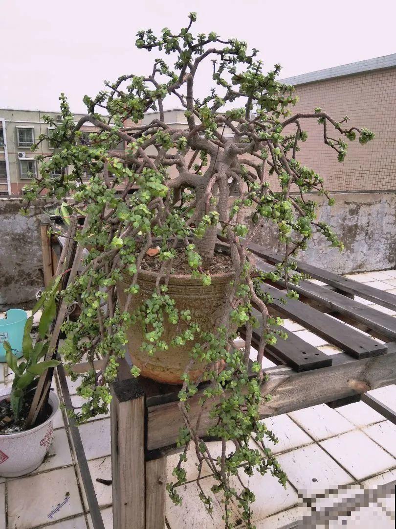 秋老虎来了，9种花进入“死期”，切莫大意！