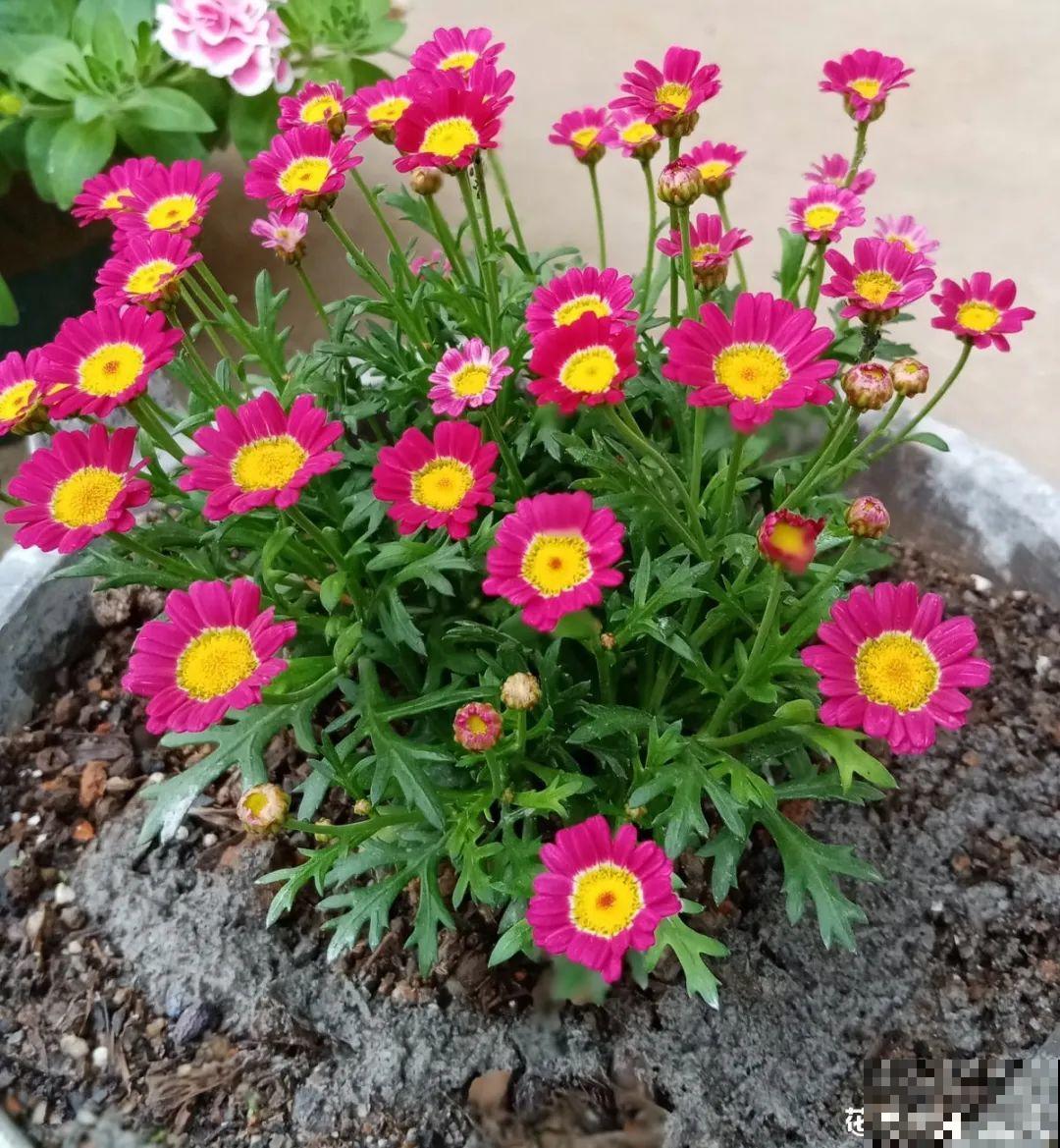 8种花,养小不养老,越老开花越少! 8种花,养小不养老,越老开花越少!