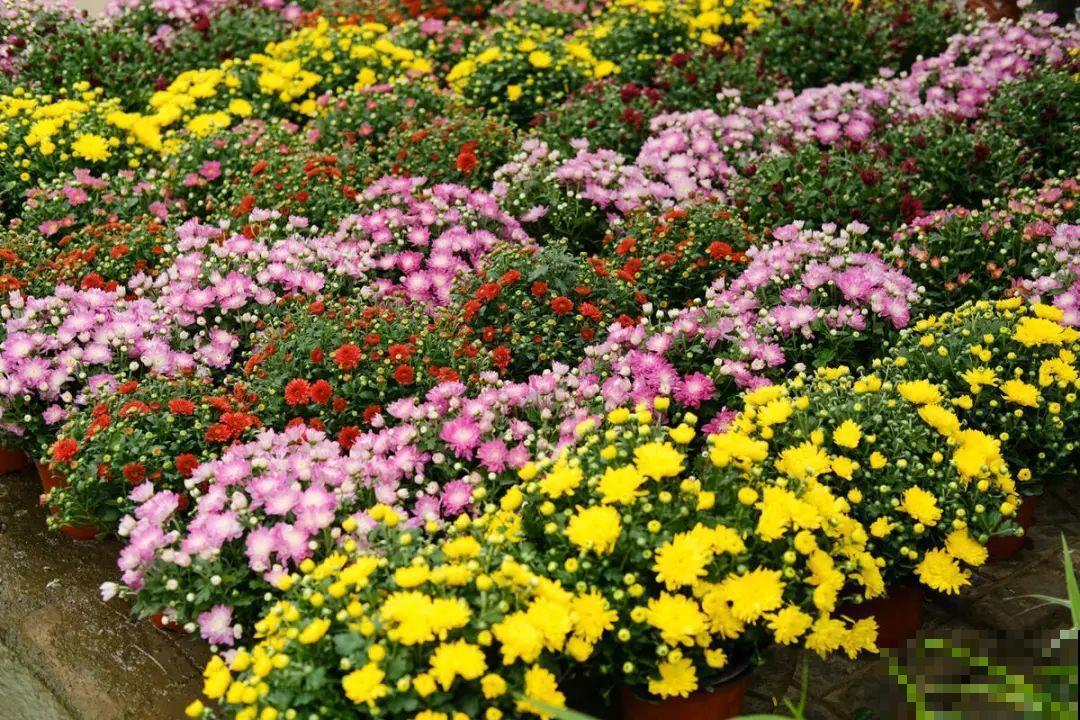 9月后就养这些花,比绿萝好养,疯狂开花到明年! 9月后就养这些花,比绿萝好养,疯狂开花到明年!