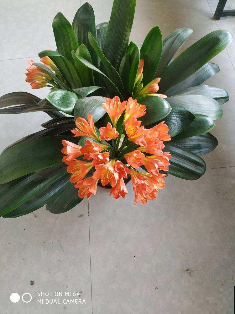 喜欢养兰的花友，4种兰花不可或缺，开花漂亮自带贵气