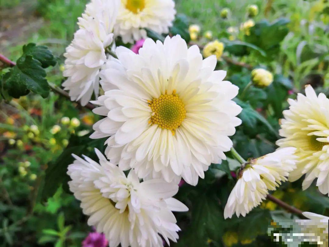 白色蜀葵竟被拦腰折断,说是因为颜色不吉利,真无语! 白色蜀葵竟被拦腰折断,说是因为颜色不吉利,真无语!