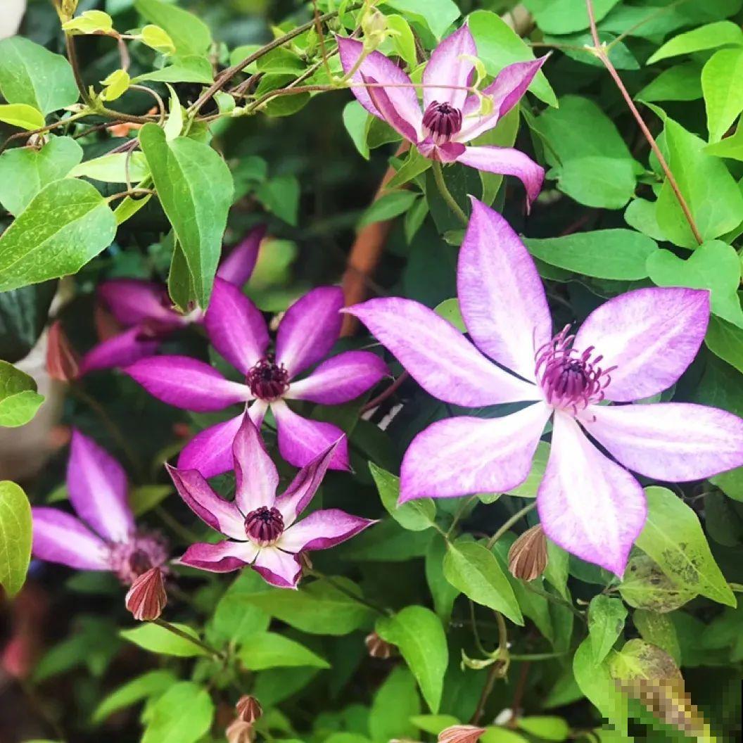 秋天养铁线莲，沾土就活，零下20度冻不死！