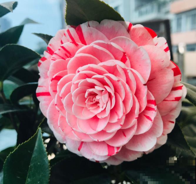 5种花不怕冷，现在种一盆，秋冬春三季有花看！