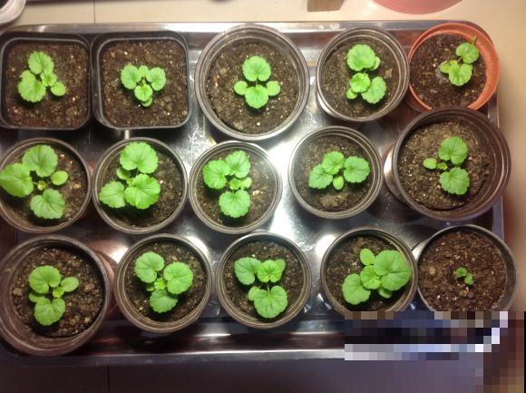 9月是最佳播种期,天竺葵从播种到开花,详细经验来啦! 9月是最佳播种期,天竺葵从播种到开花,详细经验来啦!