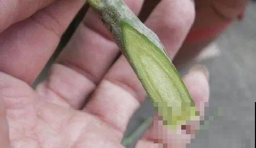 嫁接达人,玉树嫁接长寿上,花友直呼内行! 嫁接达人,玉树嫁接长寿上,花友直呼内行!