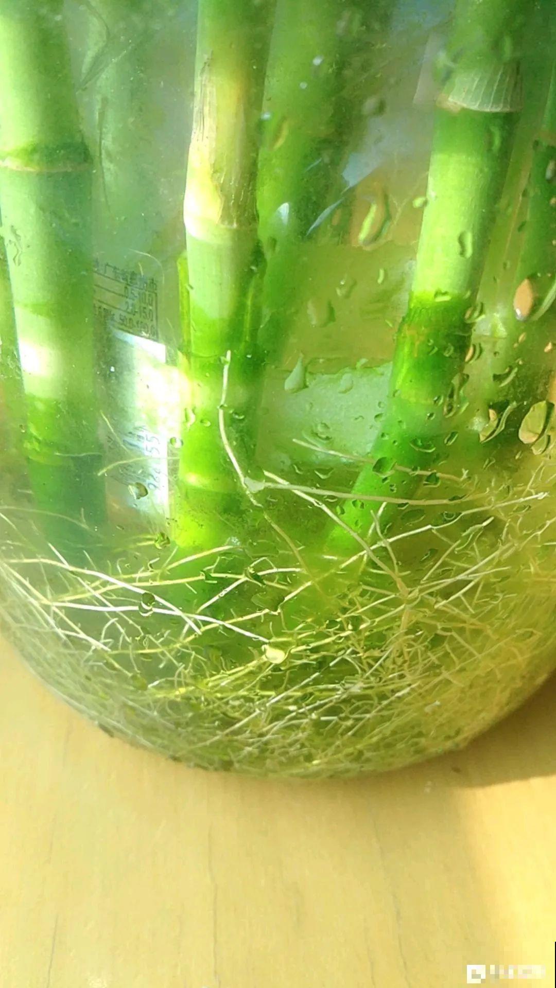 网红“巴西木”丢水里,1个月发霉了,咋办? 网红“巴西木”丢水里,1个月发霉了,咋办?