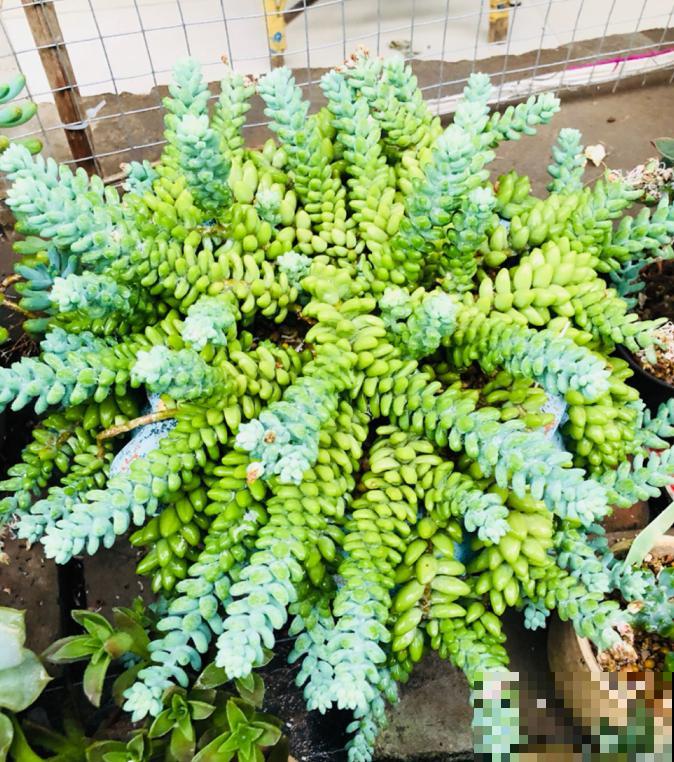 5种多肉，吊起来养，长成一面瀑布太霸气！