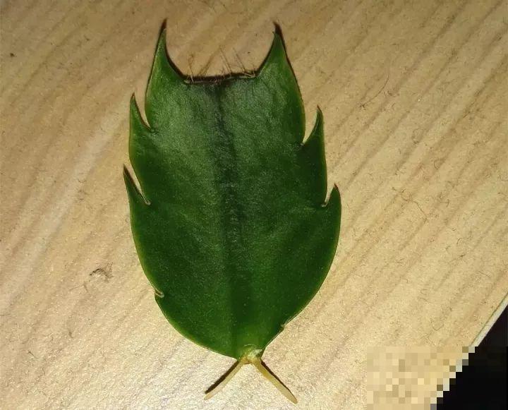 扦插有啥难？1根吸管，插活6盆花，太简单了！