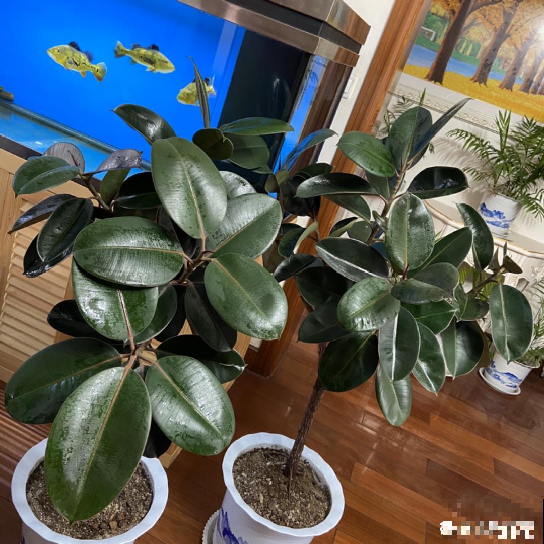 24种植物“净化器”,每个房间养一盆,太值了! 24种植物“净化器”,每个房间养一盆,太值了!