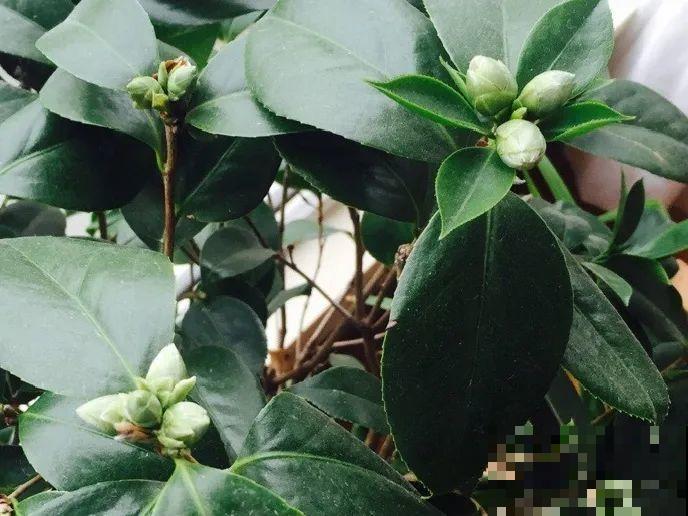 这种花苞要摘掉，不然全都开不了，花还会死！