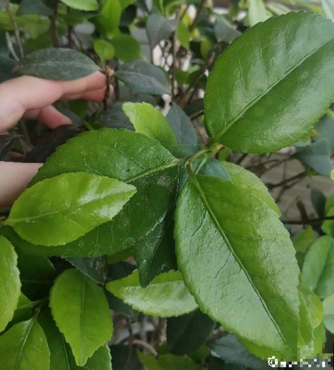 三伏已过,这花可以处理了,晚了错过开花! 三伏已过,这花可以处理了,晚了错过开花!