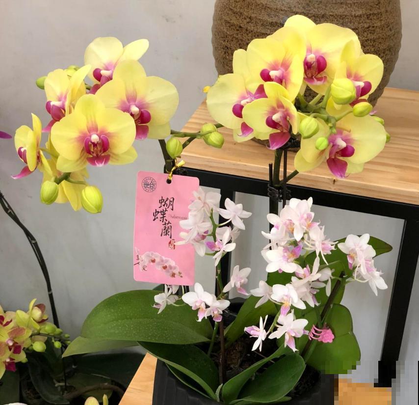 秋天养盆蝴蝶兰，种出年宵花，省钱到家了！