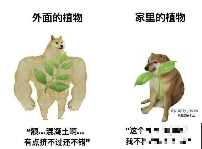 公认难养的花，养一盆死一盆，从来没有养活过！