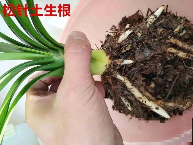 8种花换盆,换好了生一堆,换错立马死! 8种花换盆,换好了生一堆,换错立马死!
