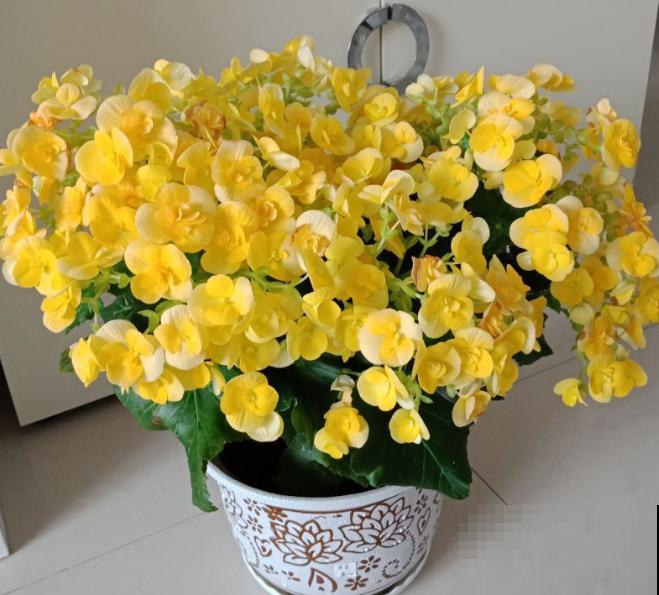 这些花马上就苏醒了，赶紧一瓢水浇透，个子立马蹿一截！