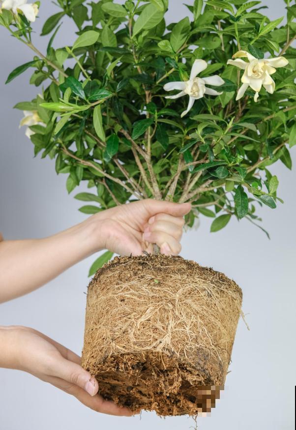 养花不要贪多，只选一个最好的品种，随便养养就爆盆！