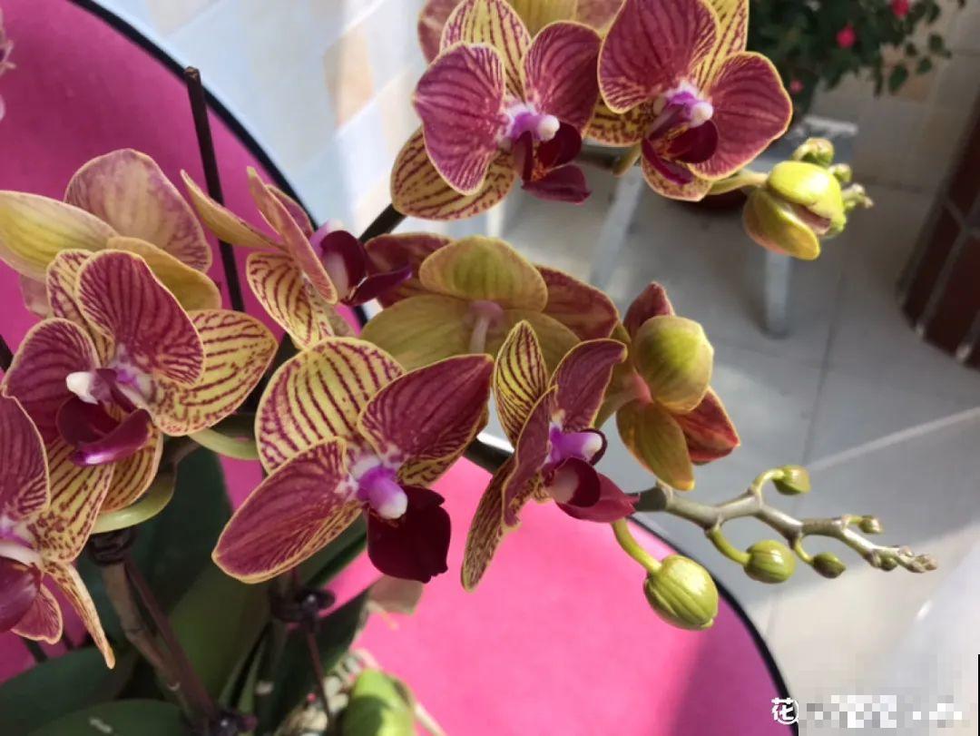 今年最火网红花，一次能开4个月，枝条挂满花蝴蝶！