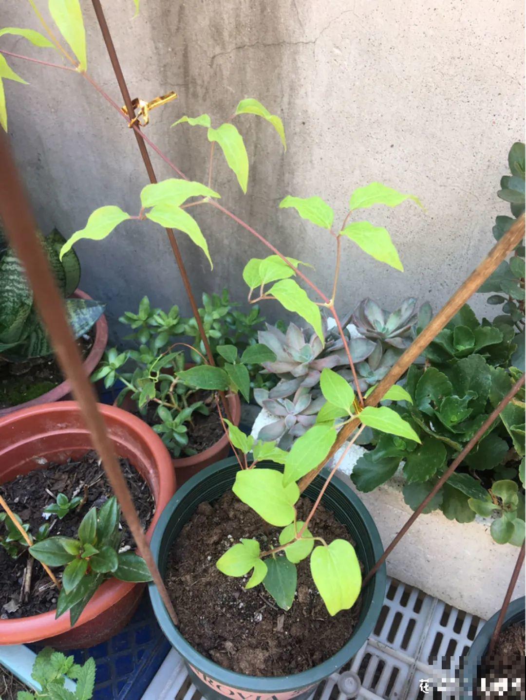 秋天养铁线莲，沾土就活，零下20度冻不死！