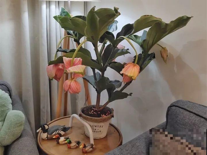 在家扦插宝莲花，简单好操作，一年能省好多钱！