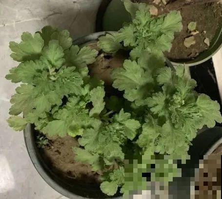 下个月开始，这10种花不能剪，剪了没花看，白养大半年！