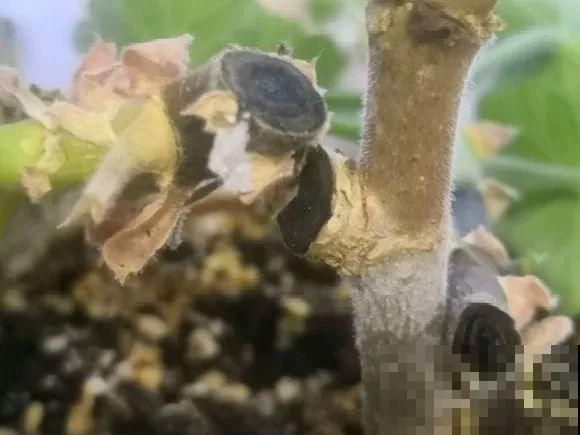 公认难养的花,养一盆死一盆,从来没有养活过! 公认难养的花,养一盆死一盆,从来没有养活过!