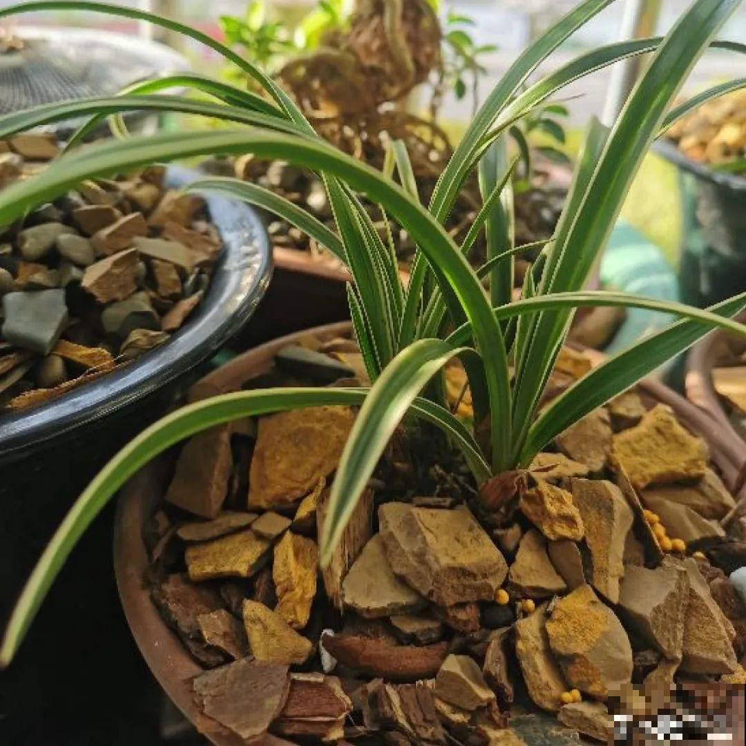 换盆扦插要抓紧，现在正是最佳时期，再晚来不及了！