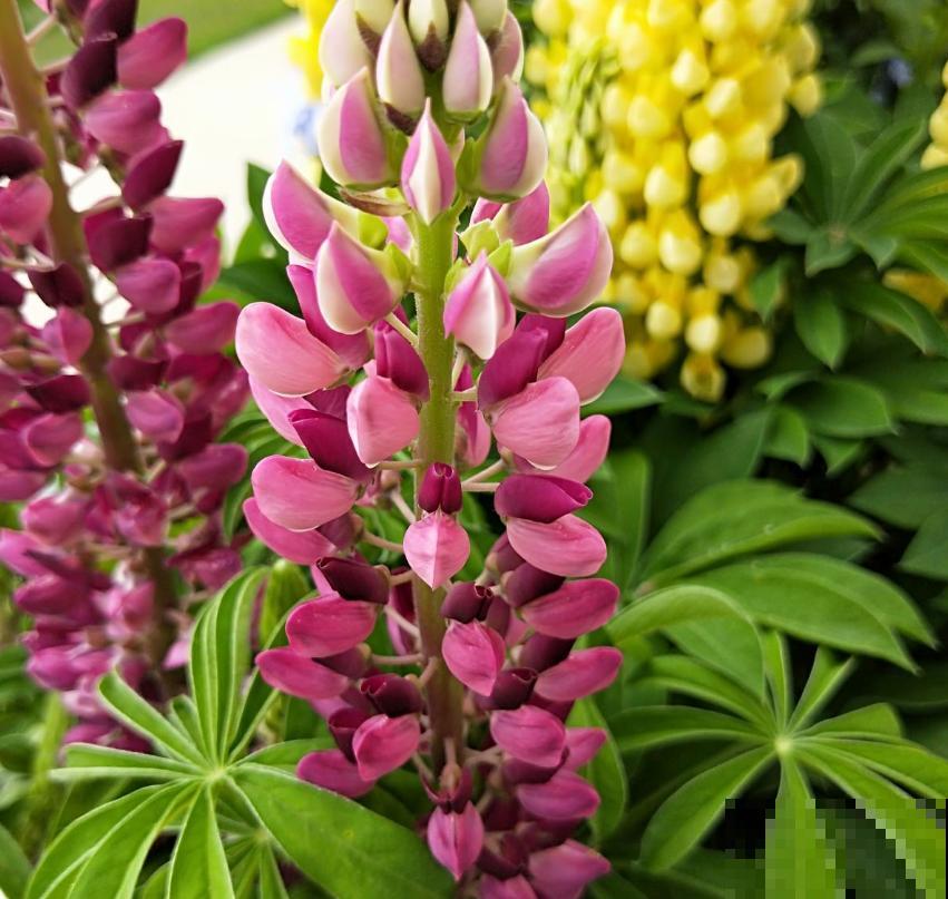 童年回忆羽扇豆,别说不认识,养盆送给妈! 童年回忆羽扇豆,别说不认识,养盆送给妈!