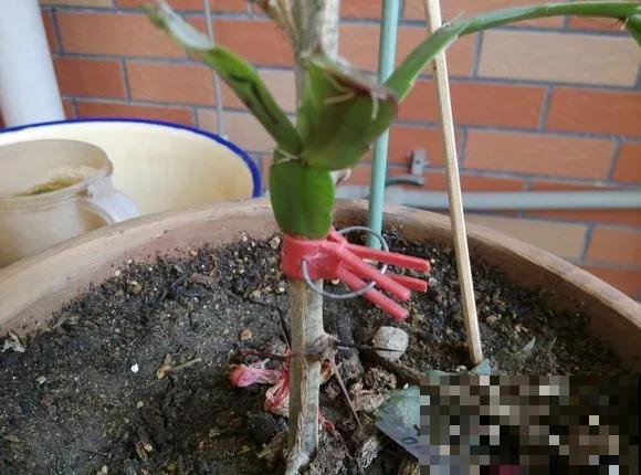 蟹爪兰就得现在嫁接,高温高湿,三两天就活了! 蟹爪兰就得现在嫁接,高温高湿,三两天就活了!