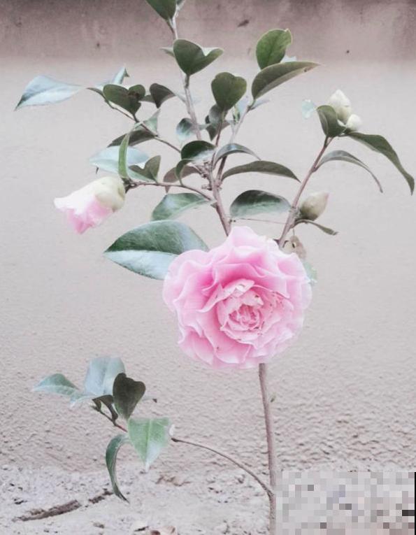 养花在精不在多,一盆精品,胜过10盆普通花! 养花在精不在多,一盆精品,胜过10盆普通花!