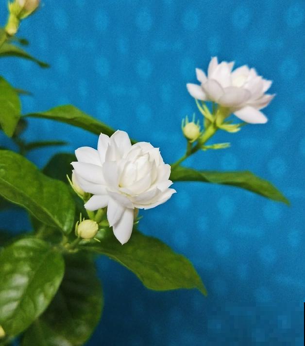 最适合各个地方养的花，快看你的家乡，适合养哪些花！