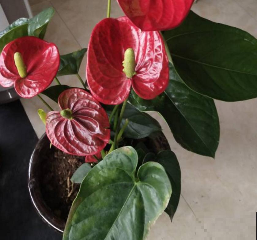 漂亮的花烛,红得像火,家里种一盆特喜庆! 漂亮的花烛,红得像火,家里种一盆特喜庆!