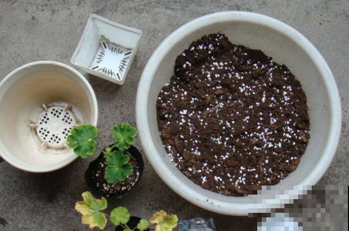 9月是最佳播种期,天竺葵从播种到开花,详细经验来啦! 9月是最佳播种期,天竺葵从播种到开花,详细经验来啦!