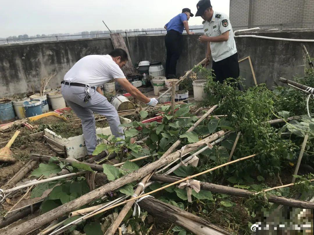 重庆一家企业,楼顶用来种菜养花,佩服! 重庆一家企业,楼顶用来种菜养花,佩服!