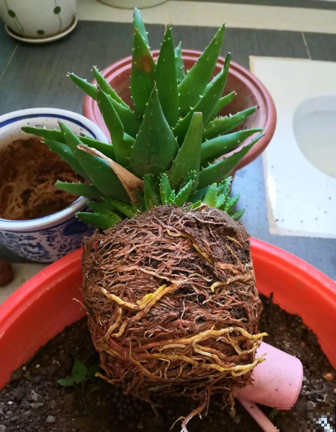 秋凉容易生虫子，月季招来害虫，必须赶紧换盆