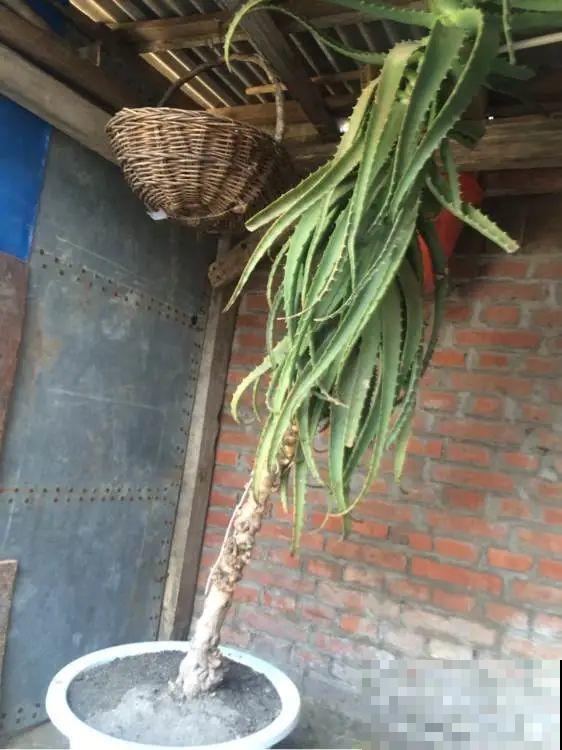 1米7的天竺葵，开花成瀑布，太震撼了