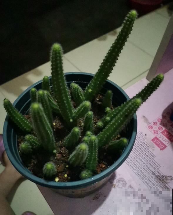 长得最快的多肉，满盆毛毛虫，开花比月季还艳！