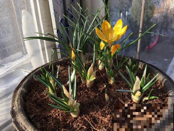 比黄金还珍贵的藏红花,其实在家就能种,三个月就开花! 比黄金还珍贵的藏红花,其实在家就能种,三个月就开花!