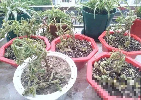 秋老虎来了，9种花进入“死期”，切莫大意！