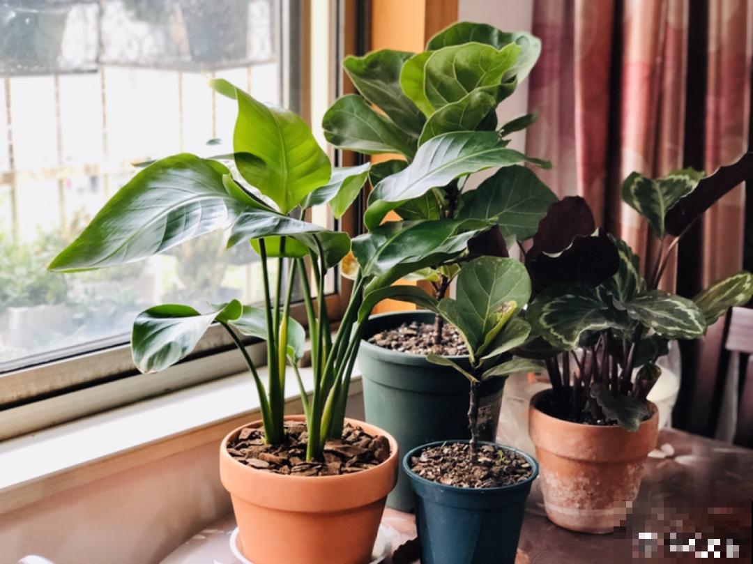 24种植物“净化器”，每个房间养一盆，太值了！