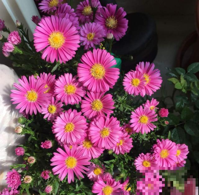 荷兰菊特好养，扔下种子就能长，轻松爆盆！