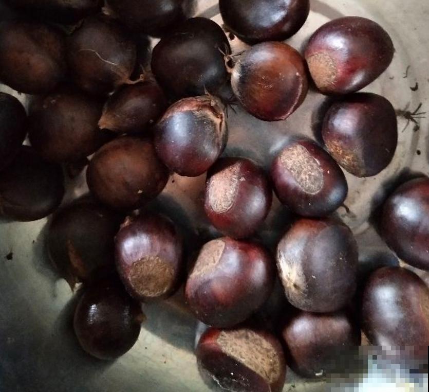 吃不完的板栗别扔,找个花盆种下,长出可爱小盆栽! 吃不完的板栗别扔,找个花盆种下,长出可爱小盆栽!