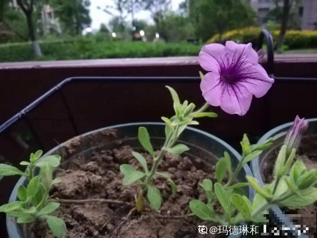 8种花,养小不养老,越老开花越少! 8种花,养小不养老,越老开花越少!