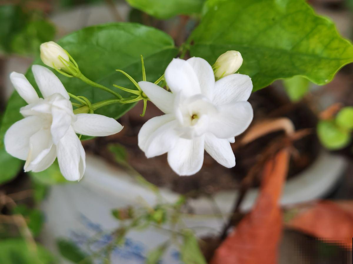 9月份逛花市,10块钱就能入手的花,赶紧养起来吧 9月份逛花市,10块钱就能入手的花,赶紧养起来吧