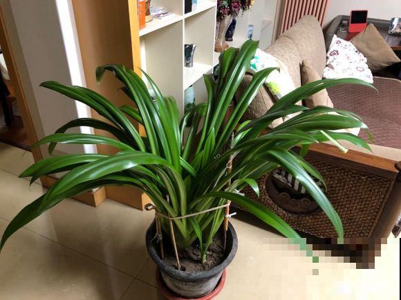 16种奇花异草,随便挑一个,你都没见过! 16种奇花异草,随便挑一个,你都没见过!