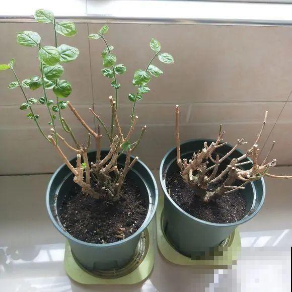 8种花，养小不养老，越老开花越少！