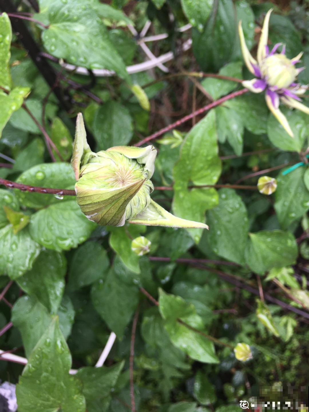 大家都爱养的花，其实只能秋天种，错过季节养不活！
