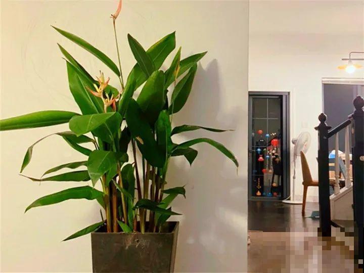 龟背竹是“吸废气”高手，家里放一盆，门窗紧闭也能空气清新！